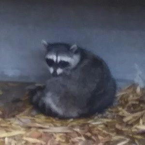 Meet your Posher, Luca